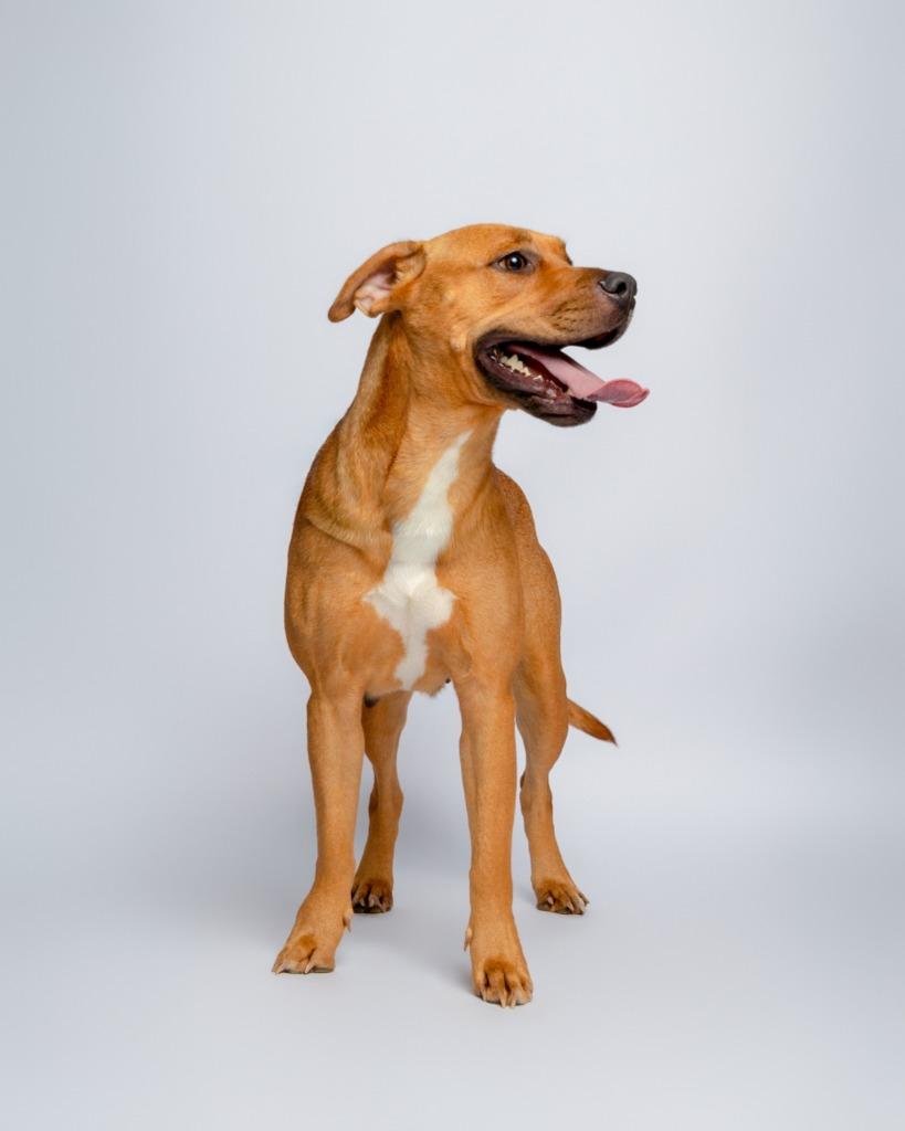 Enlarge Baby, a Adoptable American Staffordshire Terrier in Rockport, TX image 2/6
