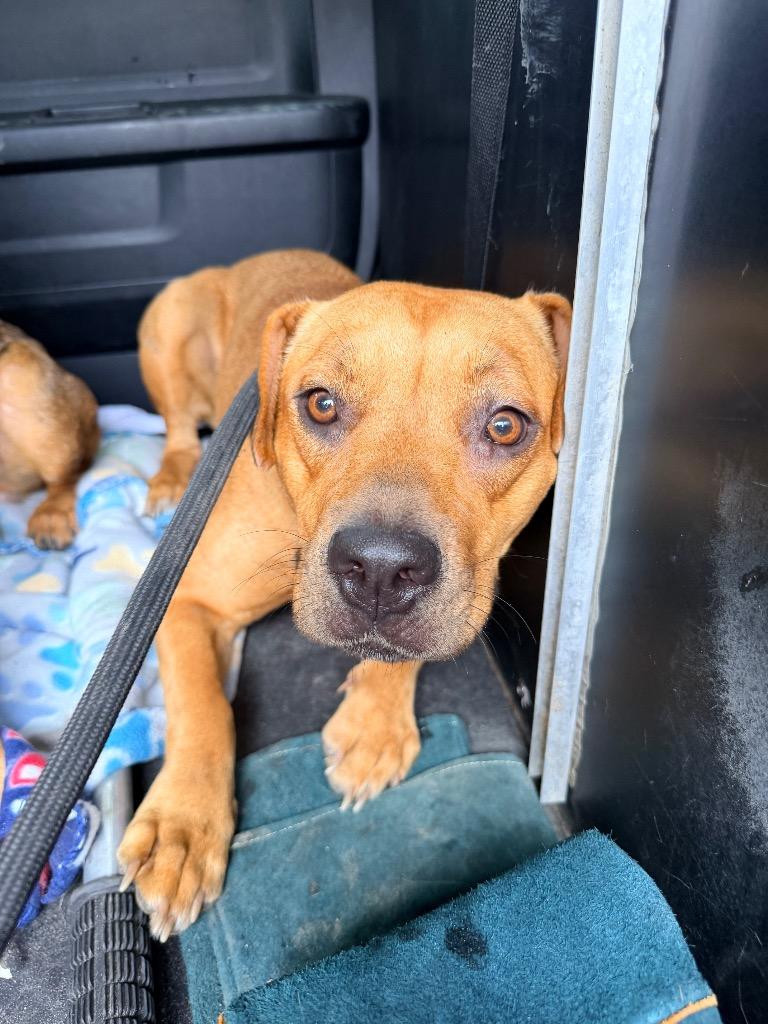 Enlarge Baby, a Adoptable American Staffordshire Terrier in Rockport, TX image 3/6