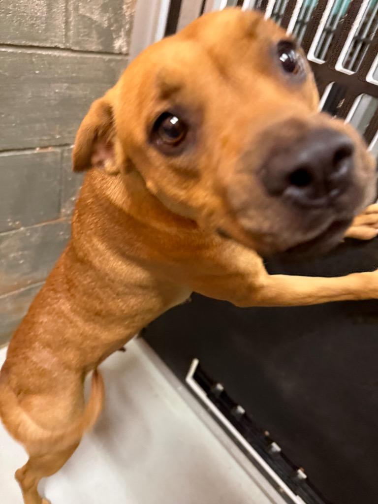 Enlarge Baby, a Adoptable American Staffordshire Terrier in Rockport, TX image 4/6