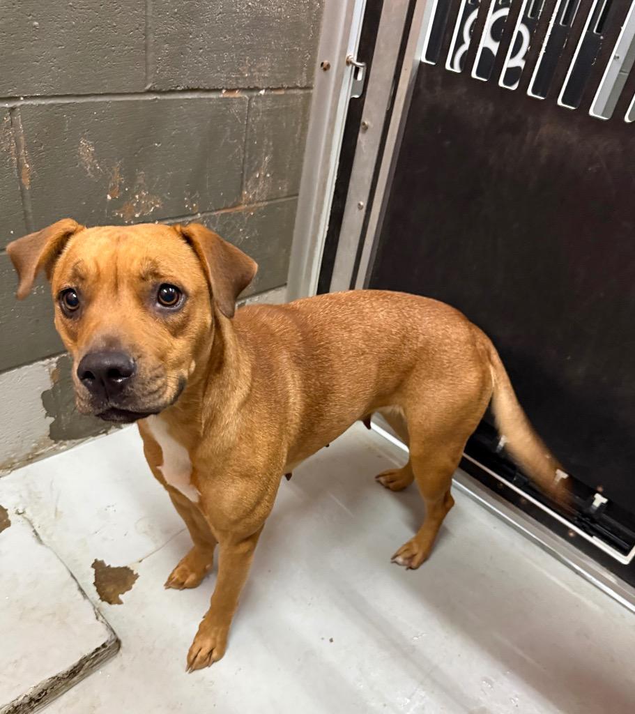 Enlarge Baby, a Adoptable American Staffordshire Terrier in Rockport, TX image 5/6