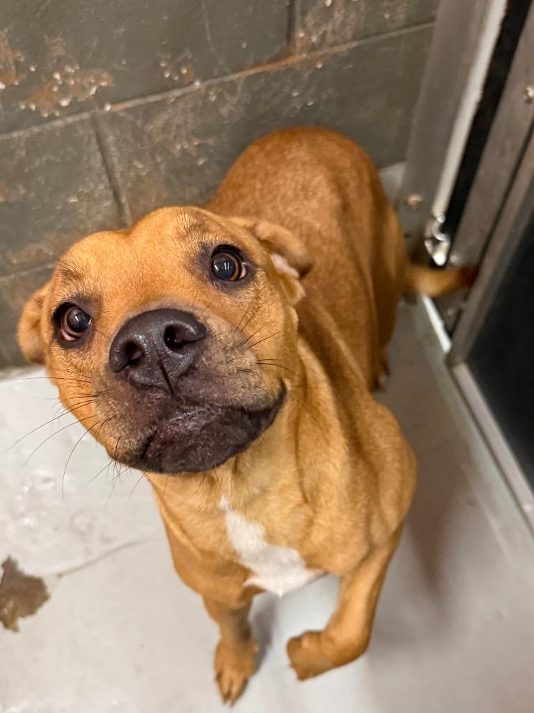 Enlarge Baby, a Adoptable American Staffordshire Terrier in Rockport, TX image 6/6