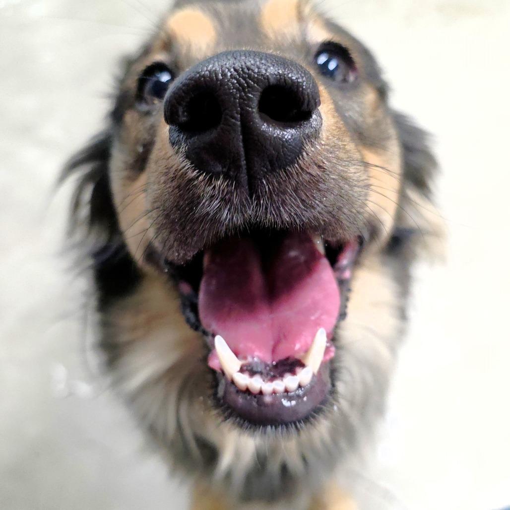 Ducky, Adoptable, Adult Female Shetland Sheepdog / Sheltie & Mixed Breed.