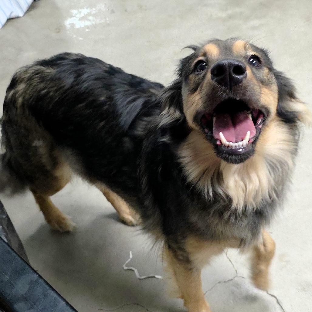 Ducky, a Adoptable mixed breed in Michigan City, IN image 3/6