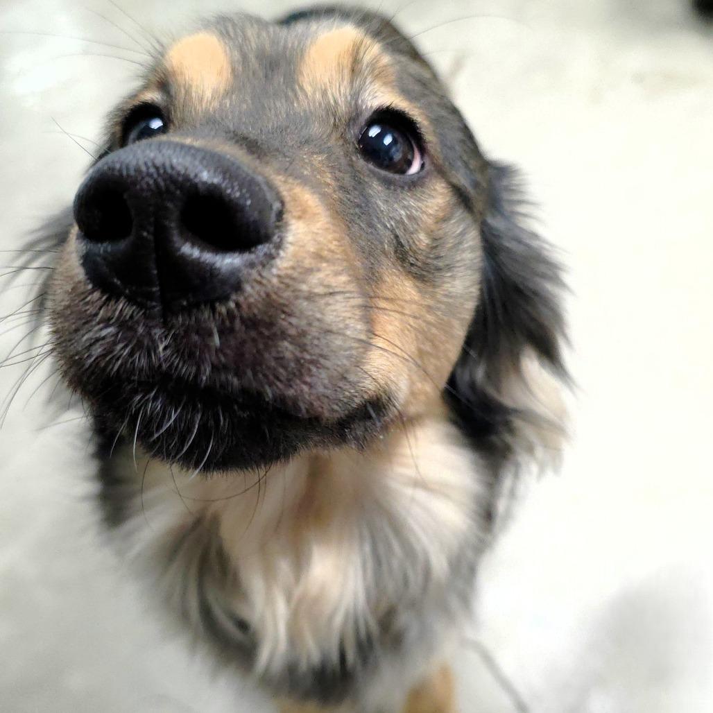 Ducky, a Adoptable mixed breed in Michigan City, IN image 4/6