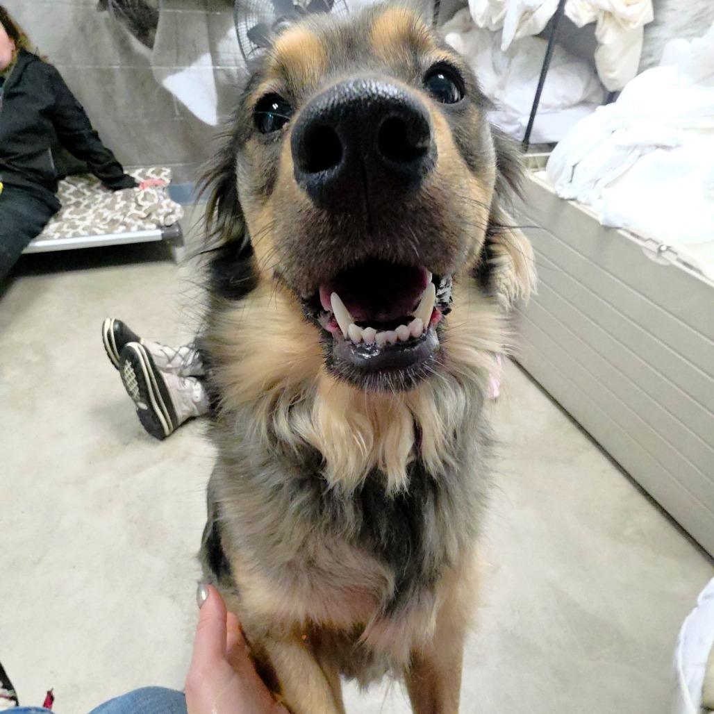 Ducky, a Adoptable mixed breed in Michigan City, IN image 5/6