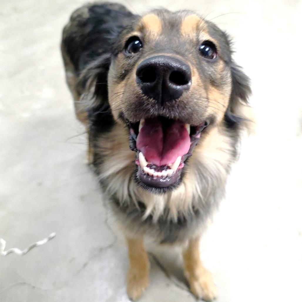 Ducky, a Adoptable mixed breed in Michigan City, IN image 6/6