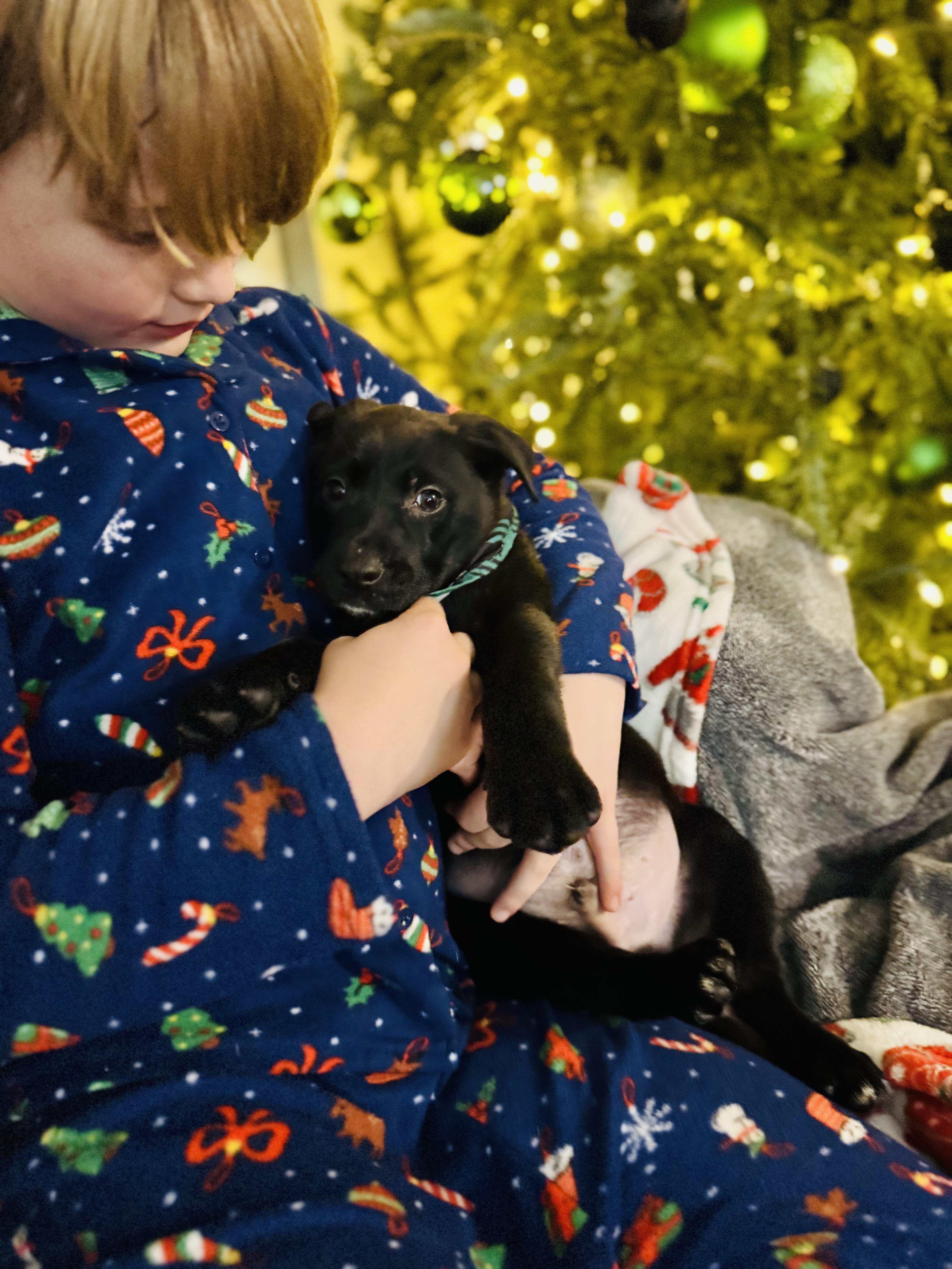 Clark , ADOPTABLE, Young Male Black Labrador Retriever.