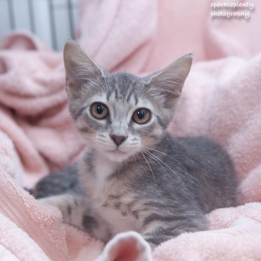 Cessna, Baby Female Domestic Short Hair
