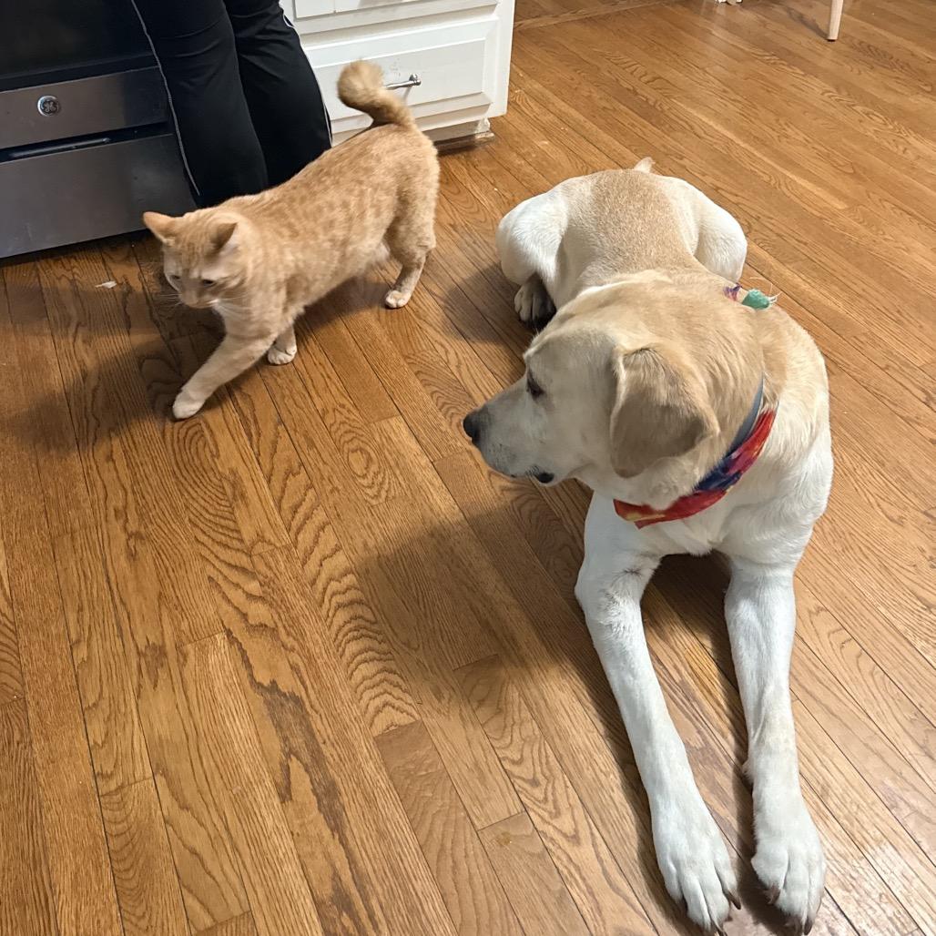 Buddy, Adoptable, Adult Male Yellow Labrador Retriever.