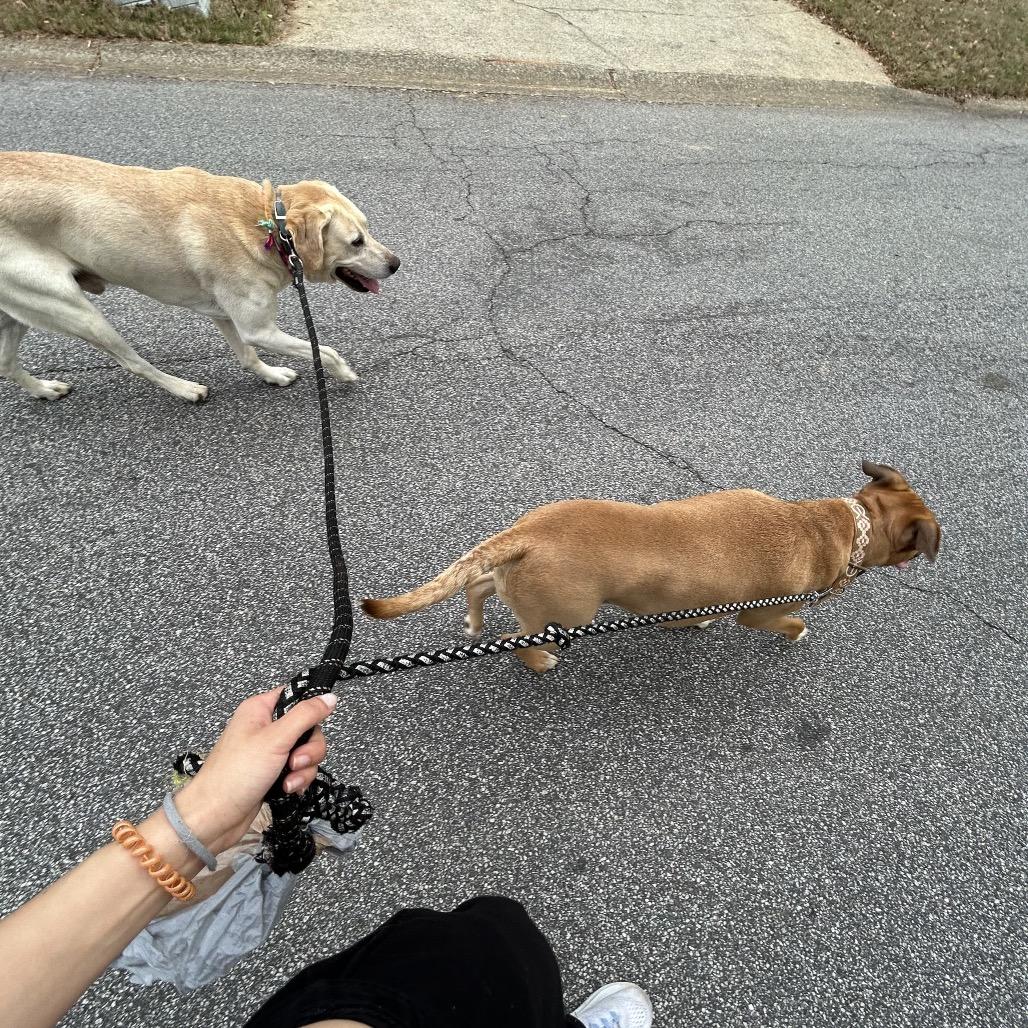 Enlarge Buddy, a Adoptable Yellow Labrador Retriever in Austell, GA image 2/6