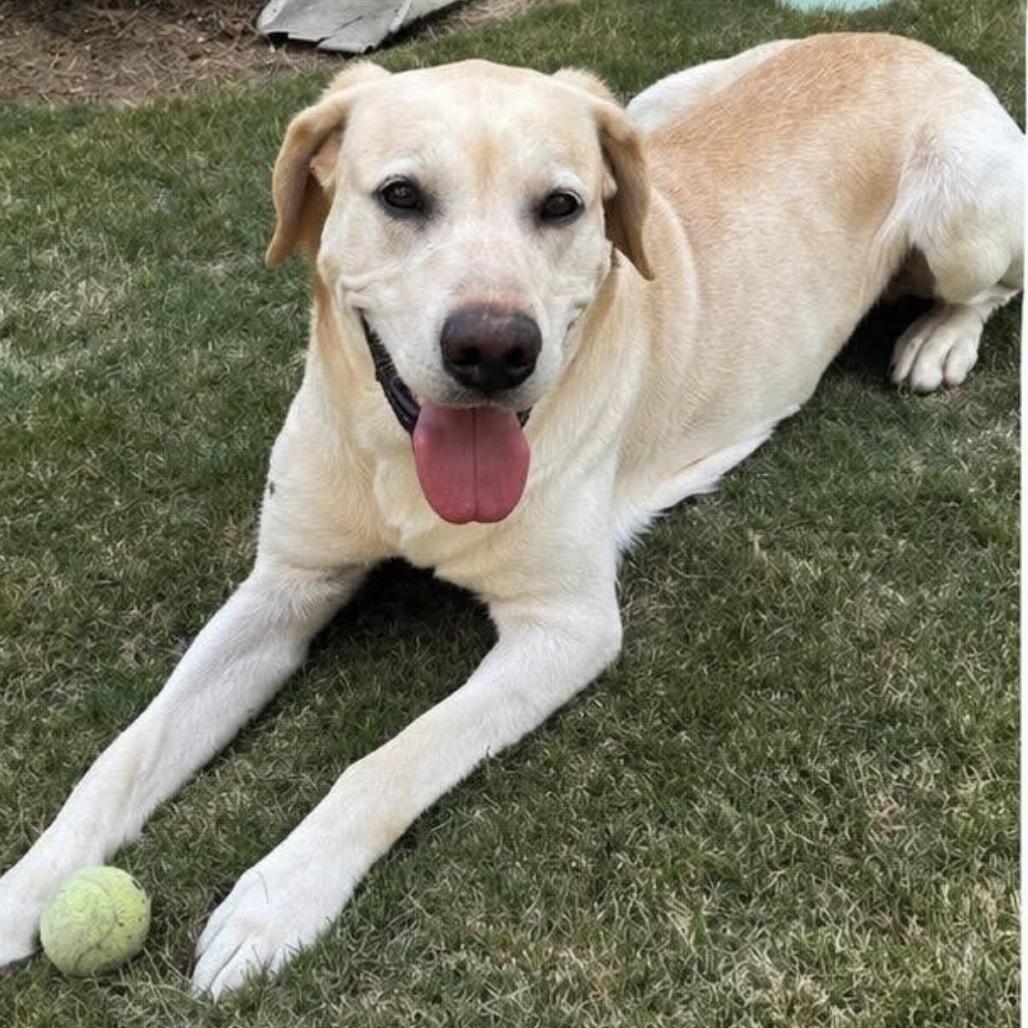 Enlarge Buddy, a Adoptable Yellow Labrador Retriever in Austell, GA image 6/6