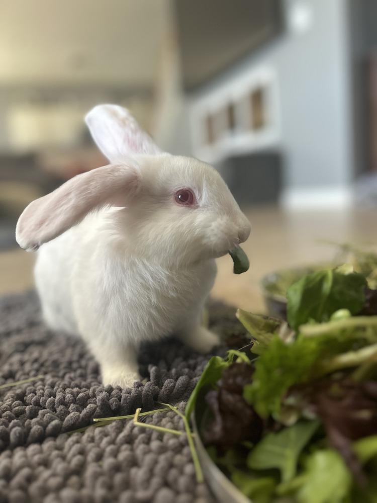 Anakin, Adopted, Young Male New Zealand.
