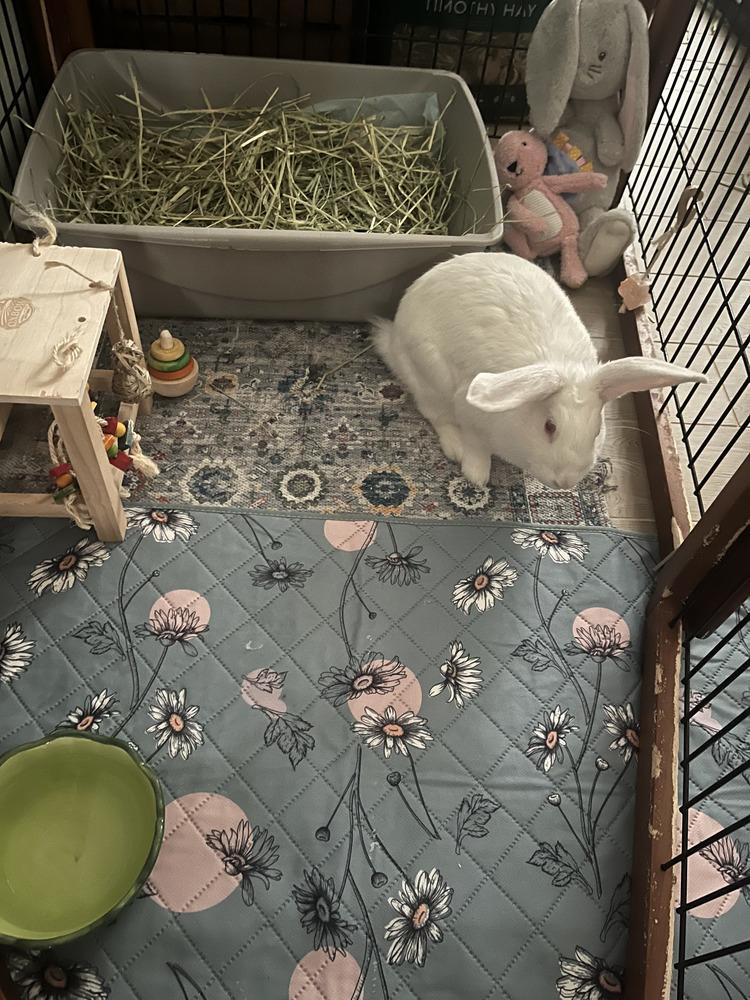 Enlarge Anakin, a Adopted New Zealand in Naples, FL image 2/6