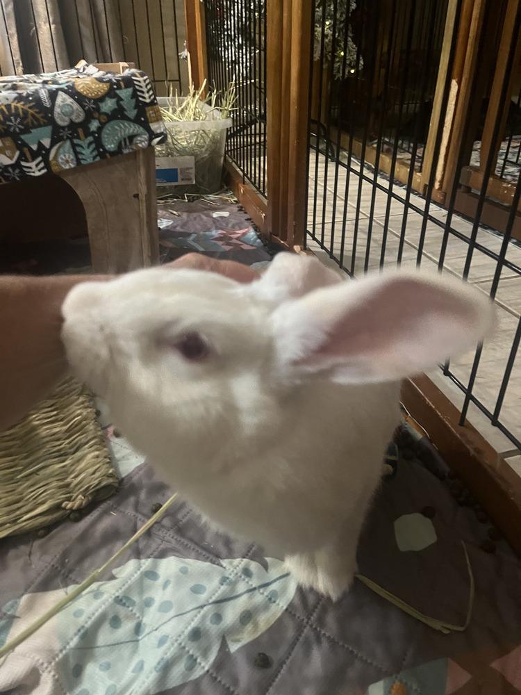 Enlarge Anakin, a Adopted New Zealand in Naples, FL image 3/6