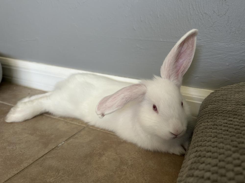 Enlarge Anakin, a Adopted New Zealand in Naples, FL image 4/6