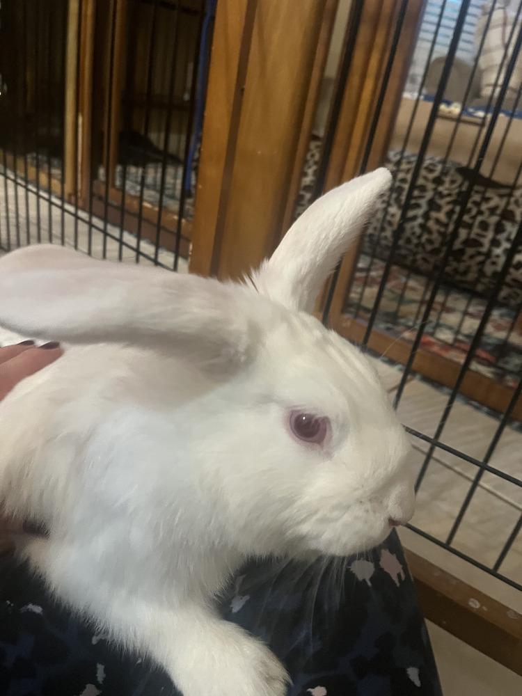 Enlarge Anakin, a Adopted New Zealand in Naples, FL image 5/6