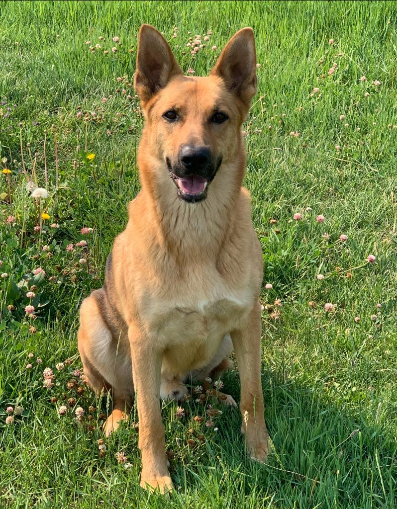 Callum, Adoptable, Adult Male German Shepherd Dog.