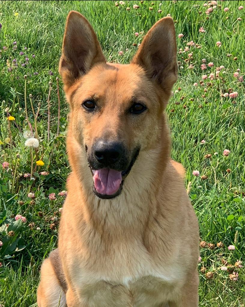 Enlarge Callum, a Adoptable German Shepherd Dog in Thompson Falls, MT image 2/2