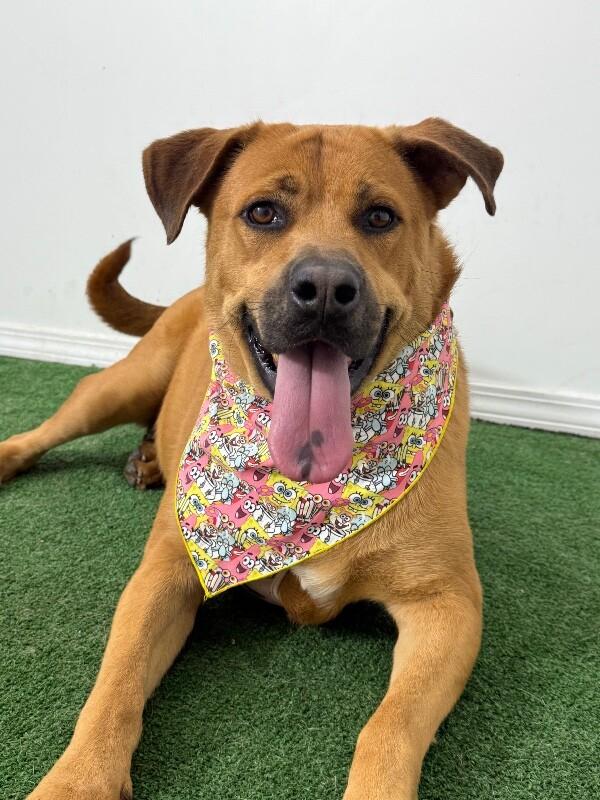 Delta-One of our Amazing Rescue Dogs photo