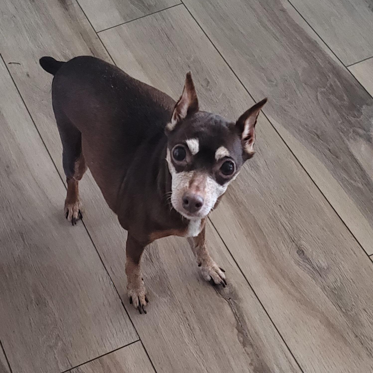 Vicki, Adoptable, Senior Female Miniature Pinscher.