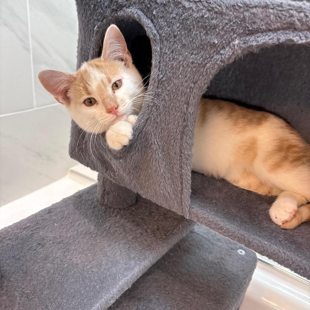 Tag in Chester, MD, Adoptable, Kitten Male Domestic Short Hair.