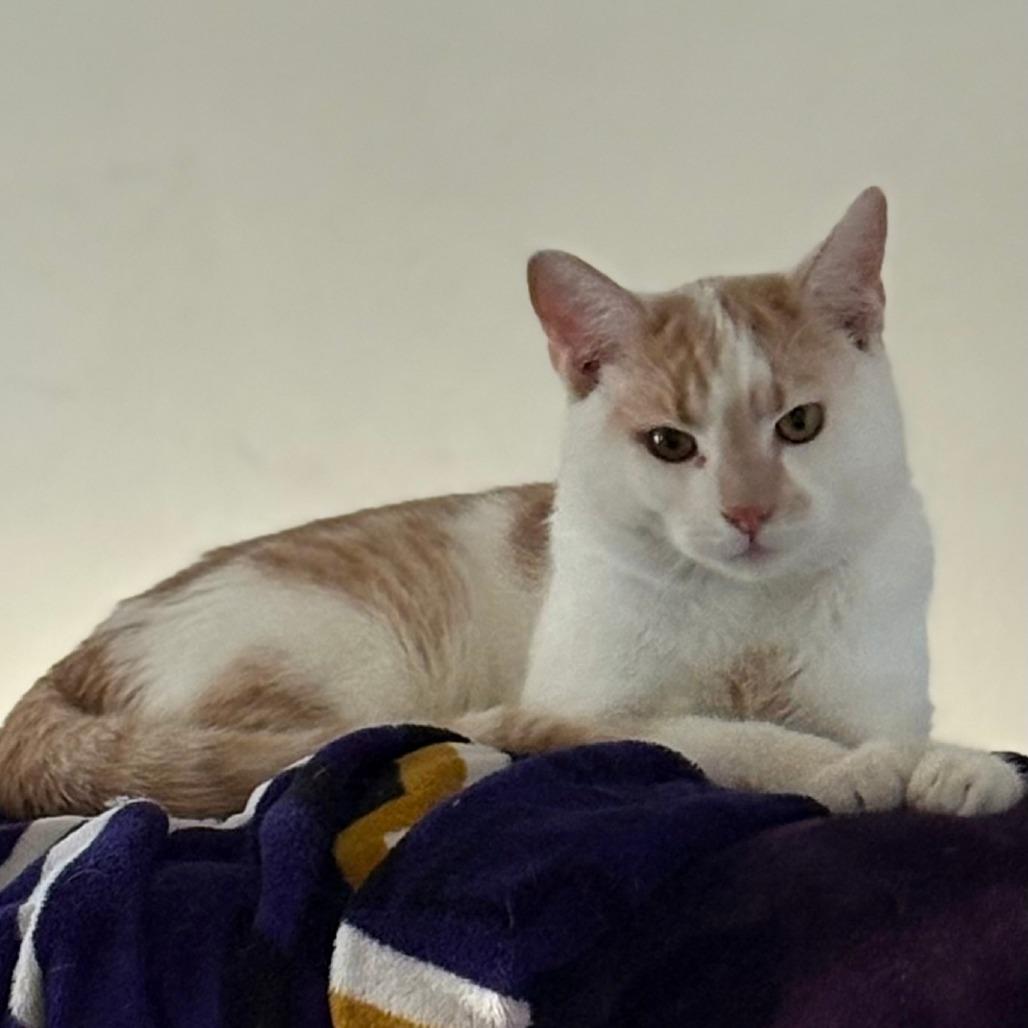 Enlarge Tag in Chester, MD, a Adoptable Domestic Short Hair in Alexandria, VA image 2/6