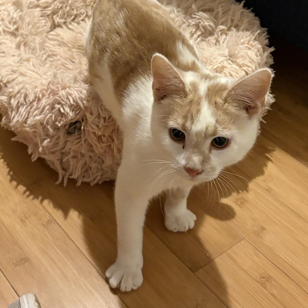 Enlarge Tag in Chester, MD *Adoption Pending*, a Adoptable Domestic Short Hair in Alexandria, VA image 4/6