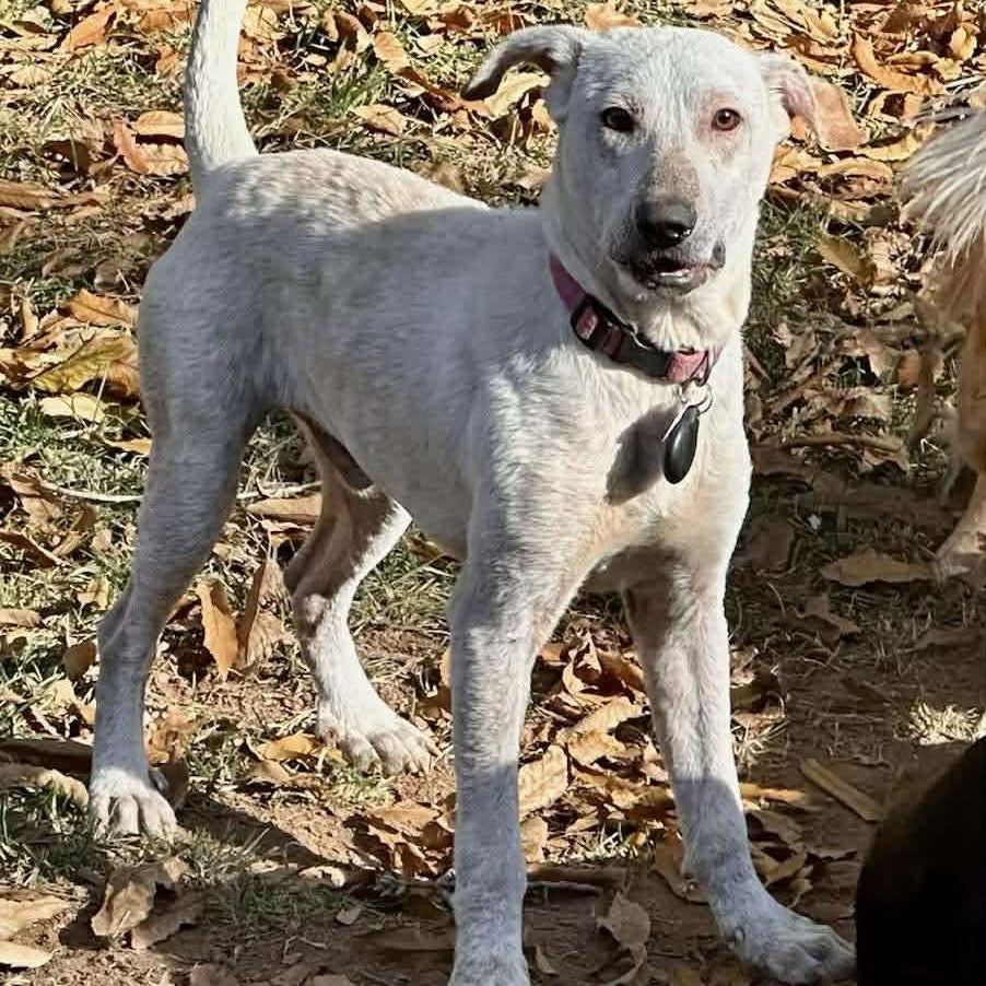 Enlarge Wilbur, a Adoptable Ibizan Hound in Raleigh, NC image 1/3