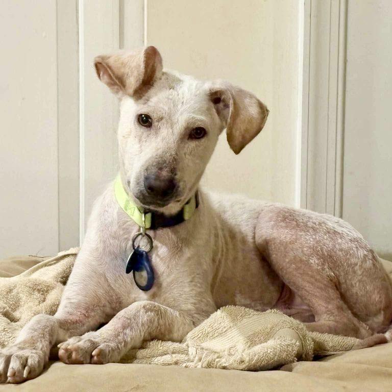 Enlarge Wilbur, a Adoptable Ibizan Hound in Raleigh, NC image 2/3