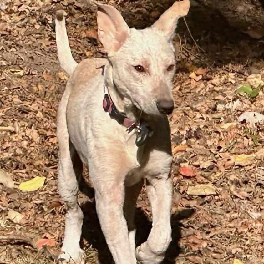 Enlarge Wilbur, a Adoptable Ibizan Hound in Raleigh, NC image 3/3