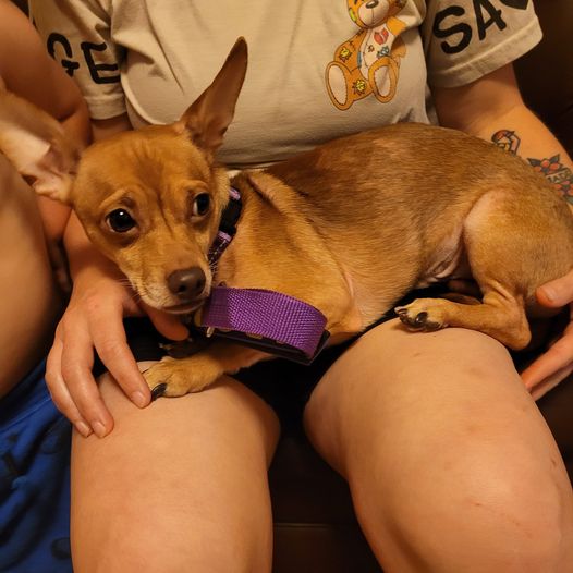 Rebel, Adopted, Adult Male Chihuahua & Rat Terrier.