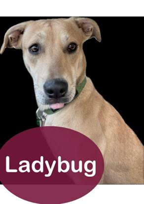 Enlarge Ladybug, a Adopted mixed breed in Shreveport, LA image 2/4