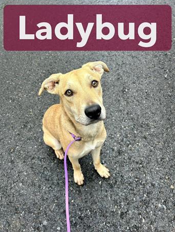 Enlarge Ladybug, a Adopted mixed breed in Shreveport, LA image 1/4