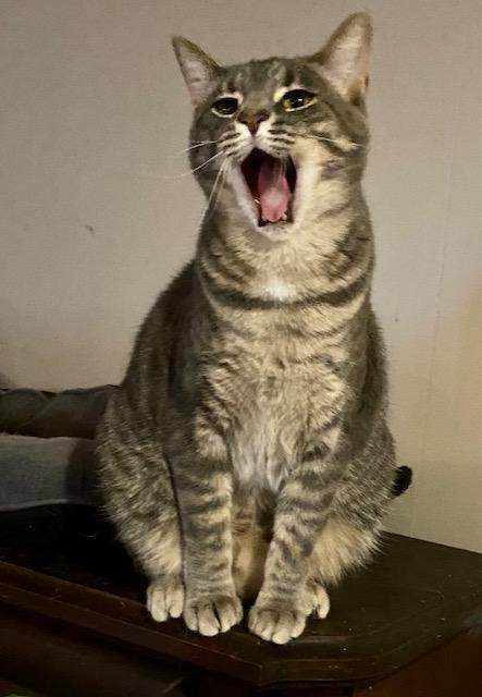 Enlarge Merry, a Adoptable Domestic Short Hair in Rochester, NY image 1/3