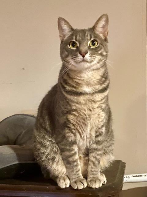 Enlarge Merry, a Adoptable Domestic Short Hair in Rochester, NY image 2/3