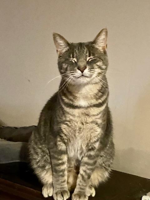 Enlarge Merry, a Adoptable Domestic Short Hair in Rochester, NY image 3/3