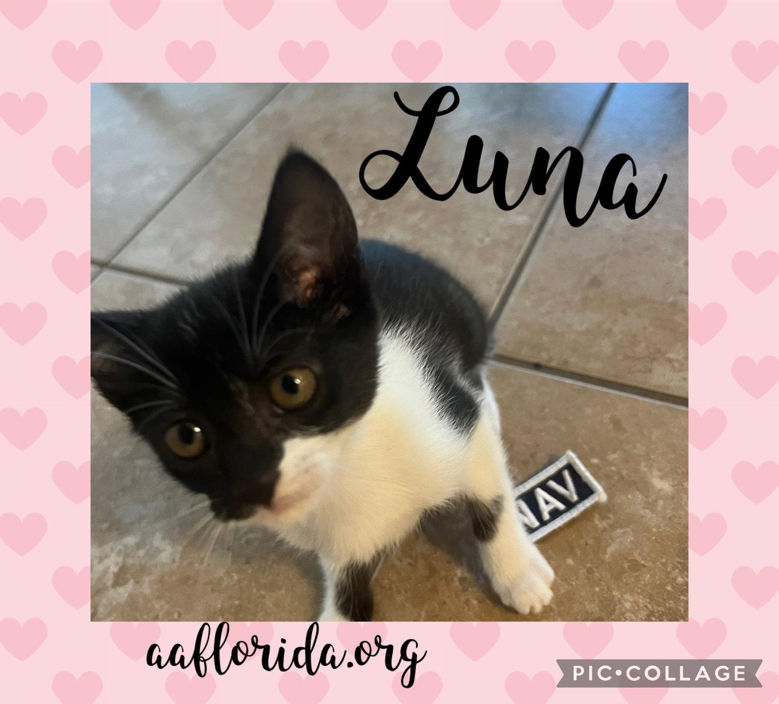 Enlarge Luna, a Adopted Domestic Short Hair in Pensacola, FL image 1/3