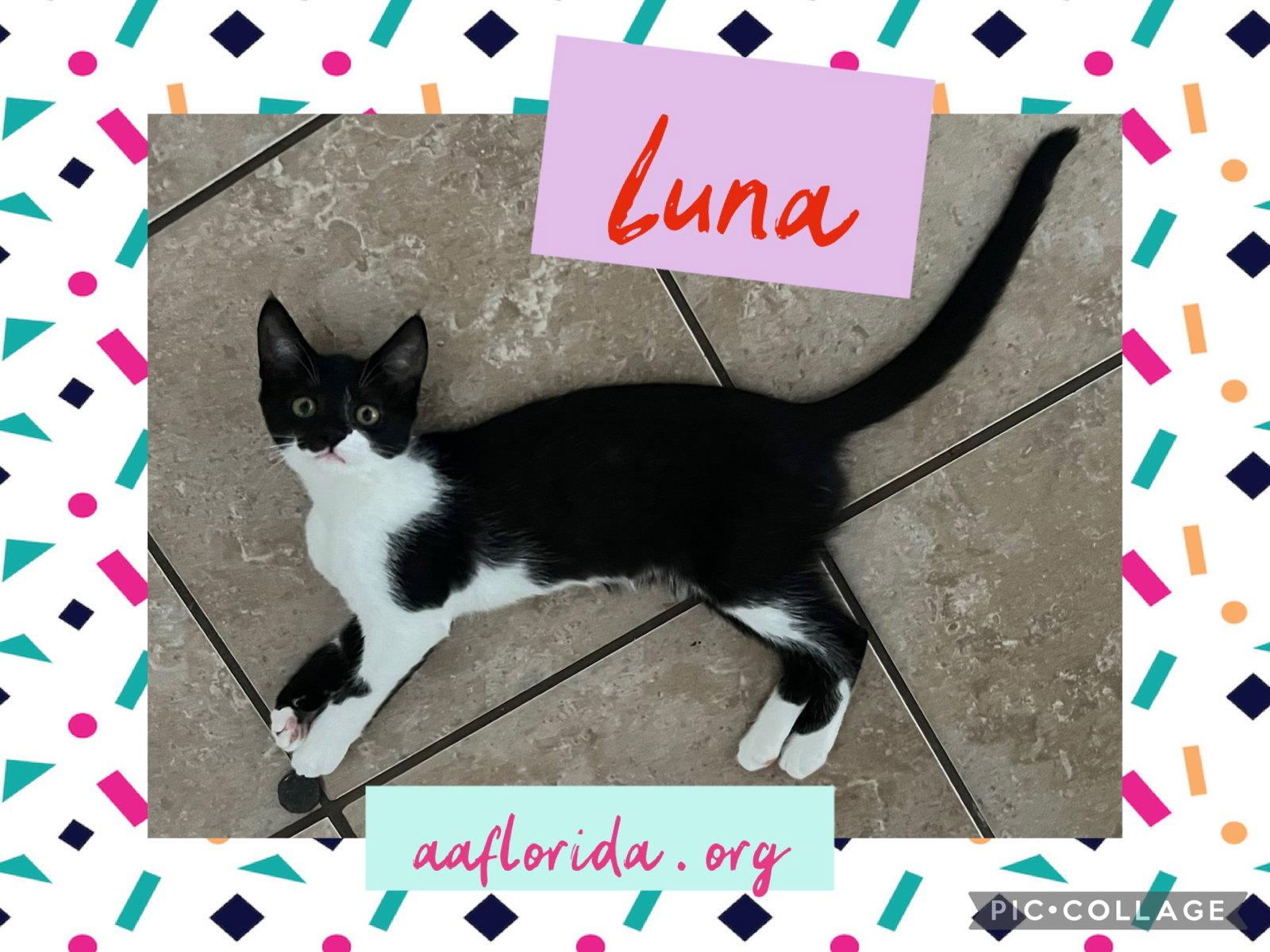Enlarge Luna, a Adopted Domestic Short Hair in Pensacola, FL image 2/3