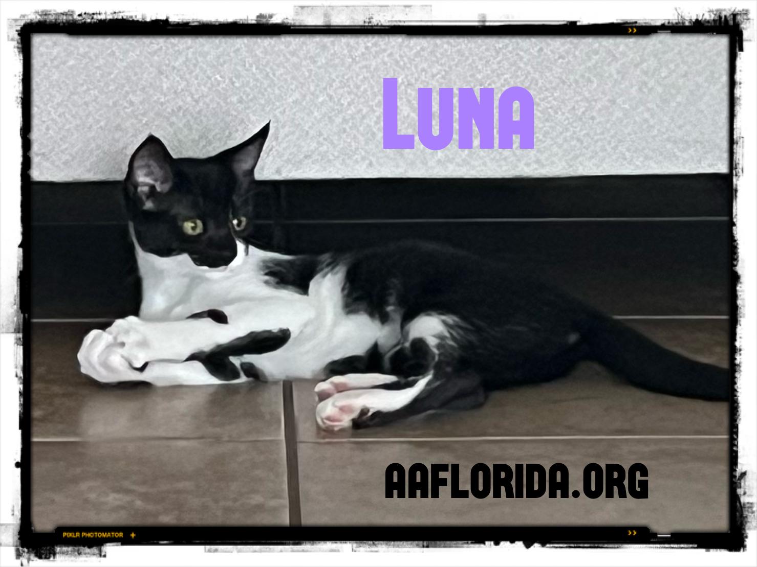 Enlarge Luna, a Adopted Domestic Short Hair in Pensacola, FL image 3/3