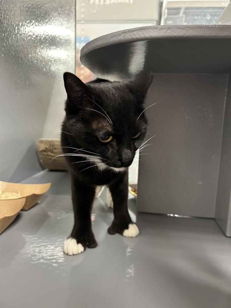 Helen, a Adoptable Domestic Short Hair in East hartford, CT image 1/2