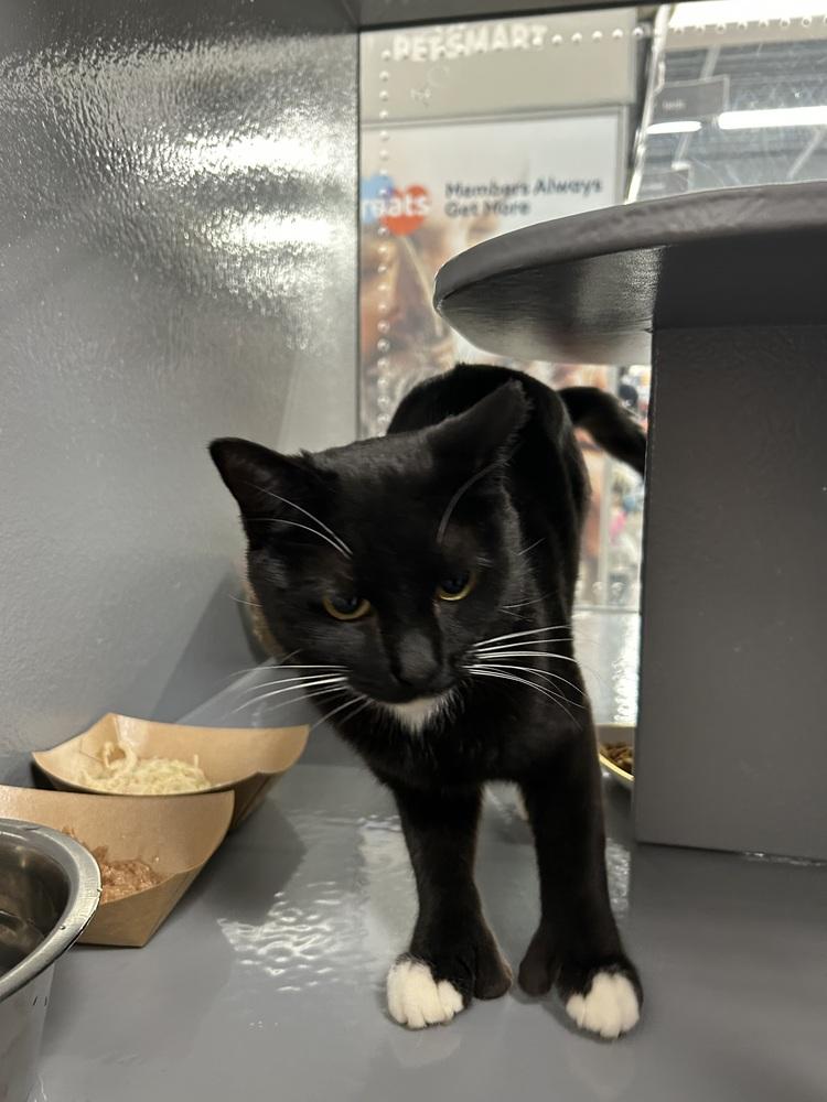 Helen, a Adoptable Domestic Short Hair in East hartford, CT image 2/2