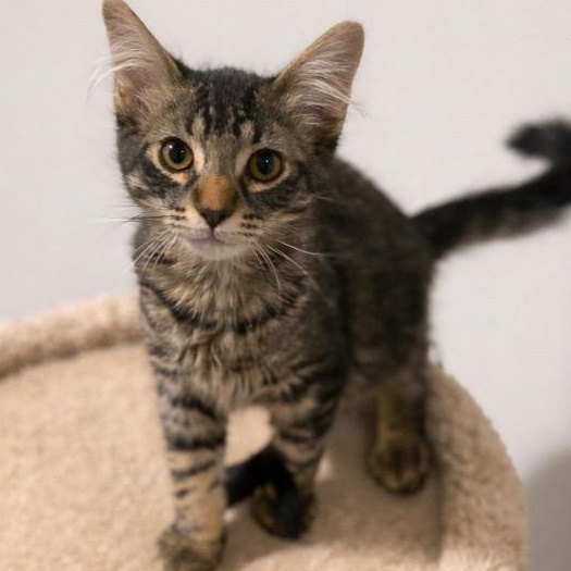 Zuko , adopted, Kitten Male Tabby.