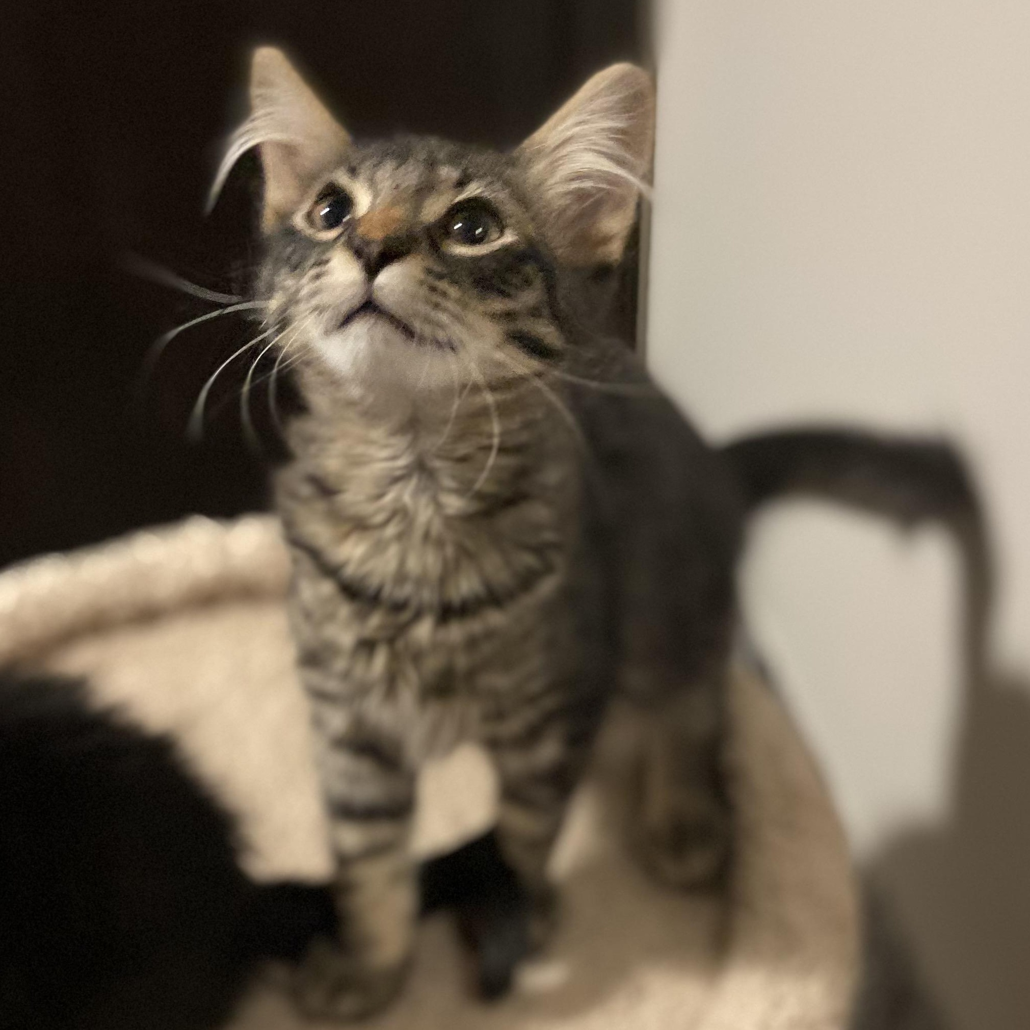 Enlarge Zuko , an adopted Tabby in Andover, MN image 3/3