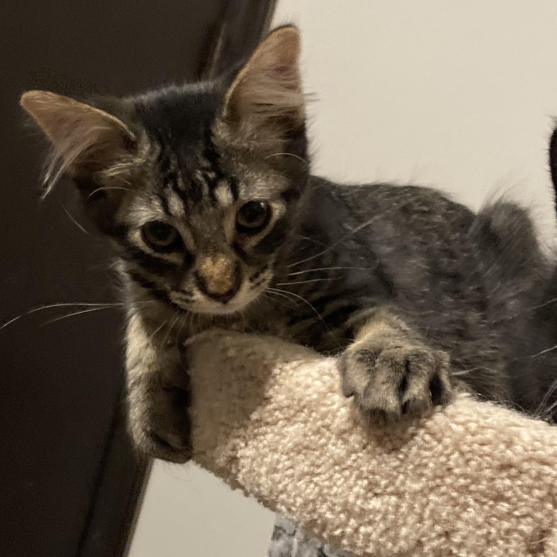 Enlarge Zuko , an adopted Tabby in Andover, MN image 2/3