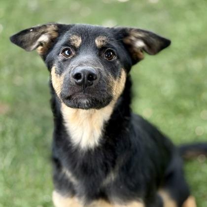 Fog, an adoptable mixed breed in Red Bluff, CA image 1/3