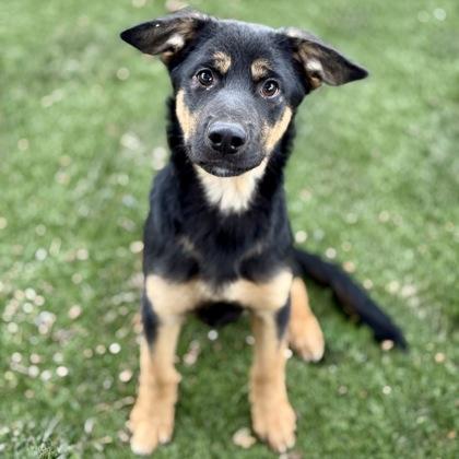 Fog, an adoptable mixed breed in Red Bluff, CA image 3/3