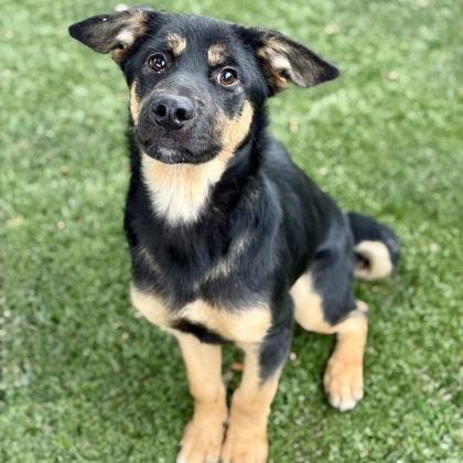 Fog, an adoptable mixed breed in Red Bluff, CA image 2/3