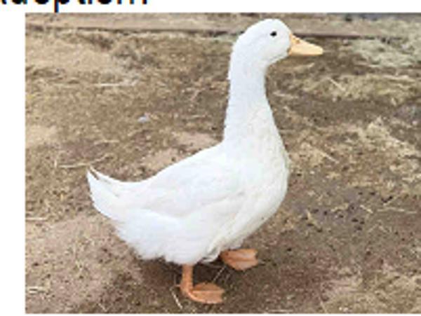 Enlarge Puddles, a Adoptable mixed breed in Escondido, CA image 2/2