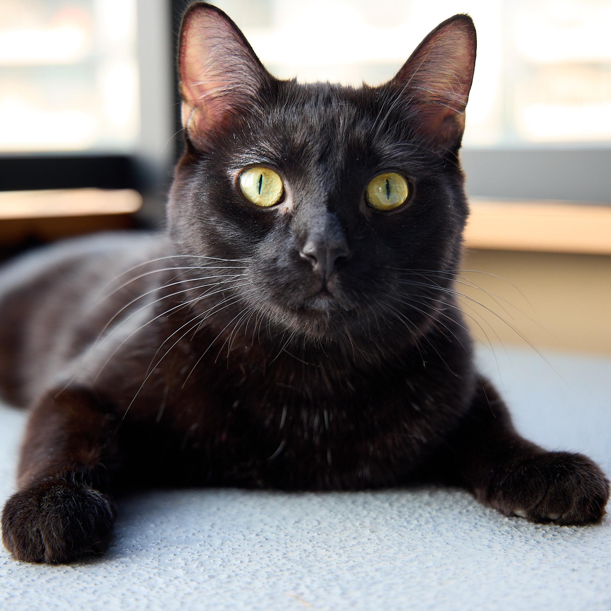 Swiss, an adoptable Domestic Short Hair in Calgary, AB, T2E 3Z7 | Photo Image 3
