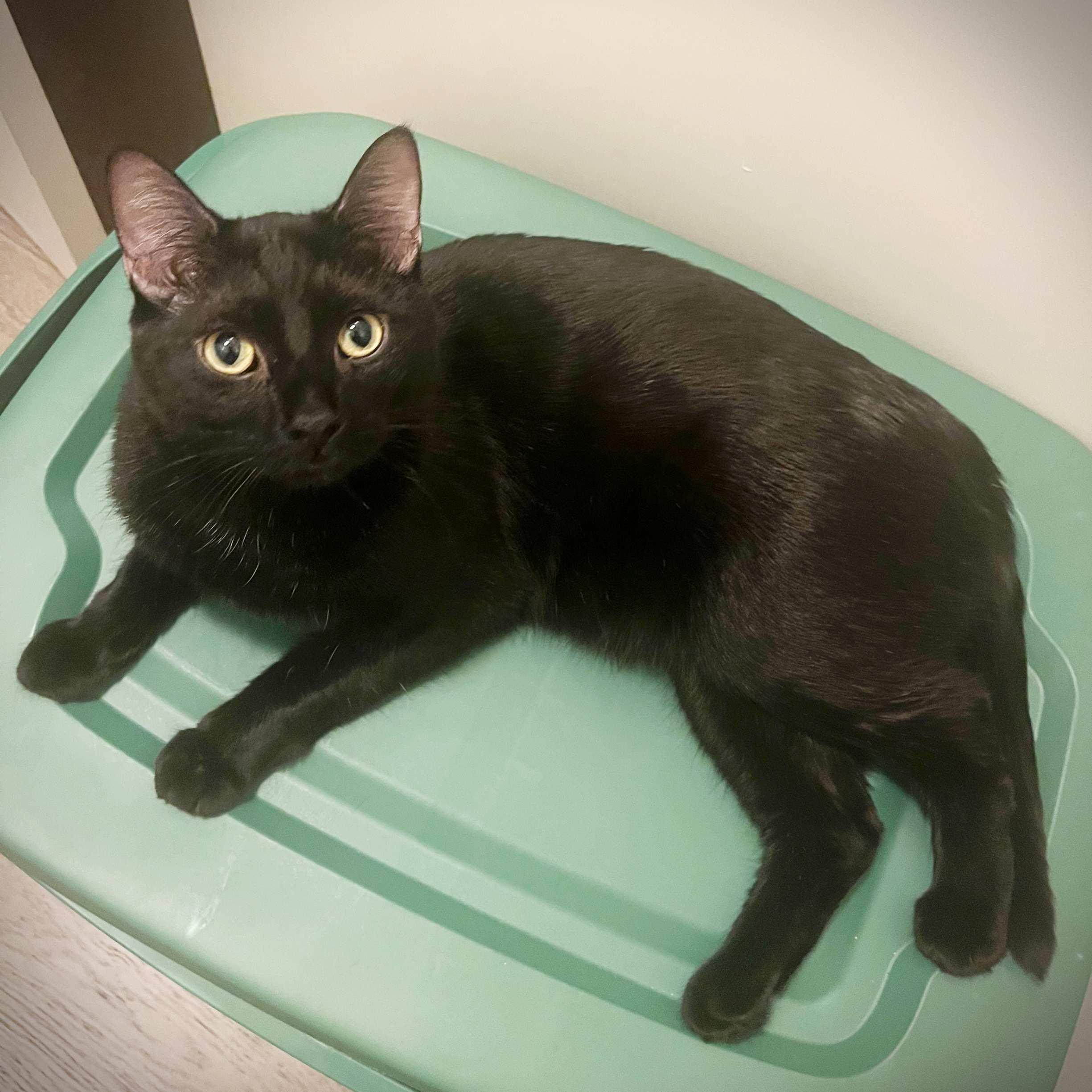Swiss, an adoptable Domestic Short Hair in Calgary, AB, T2E 3Z7 | Photo Image 4
